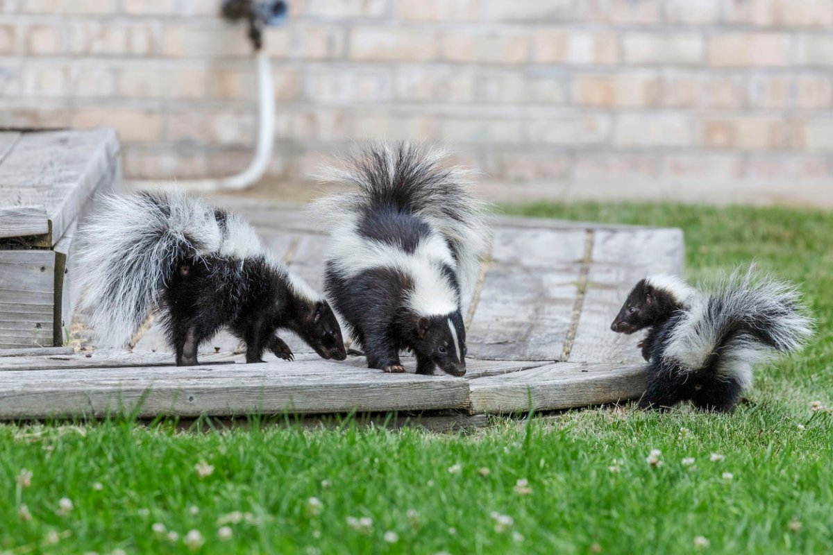 How to Get Rid of Skunk Smell