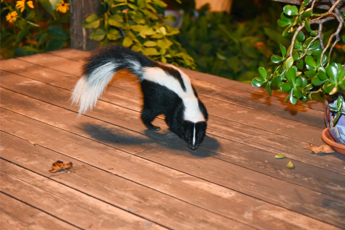 how to get rid of skunk smell