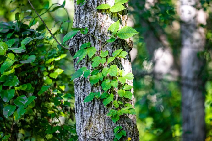 Poison Ivy vine climbing trunk of tree.