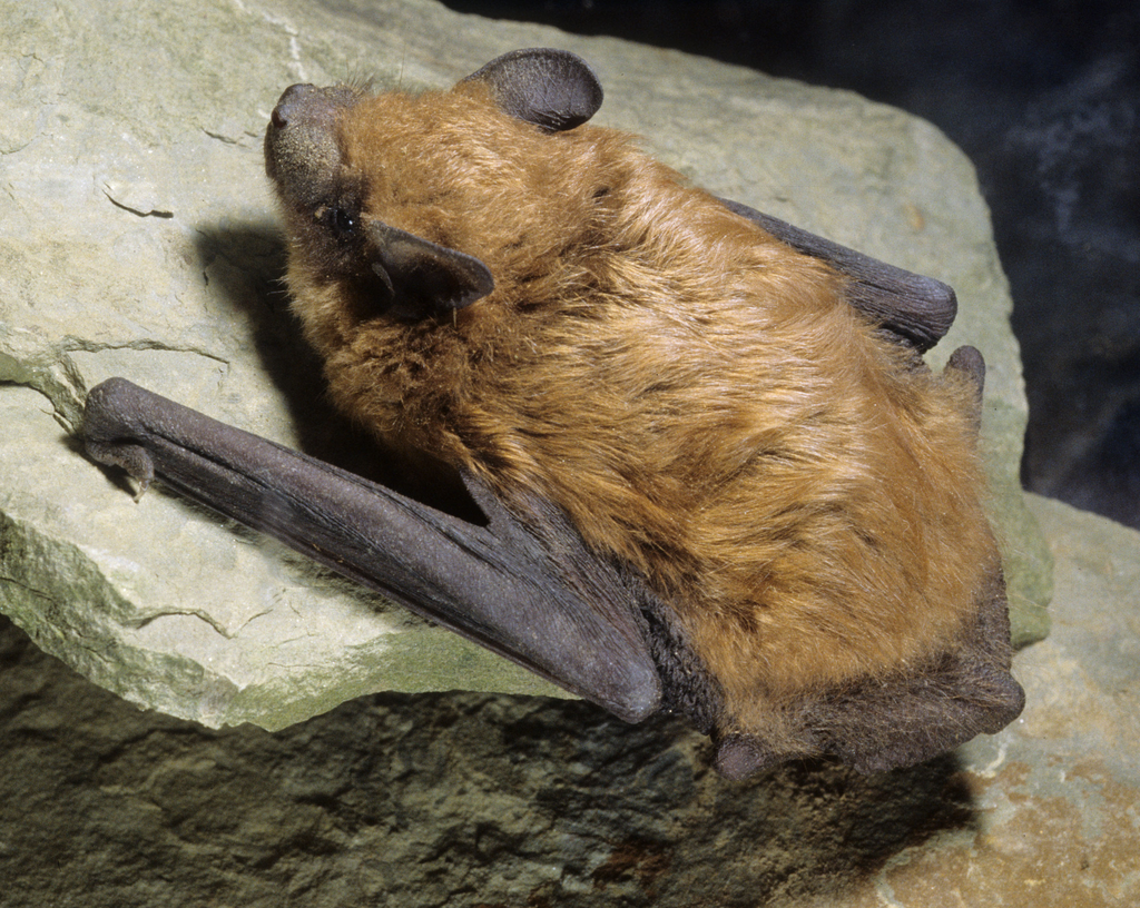 Myotis lucifugus