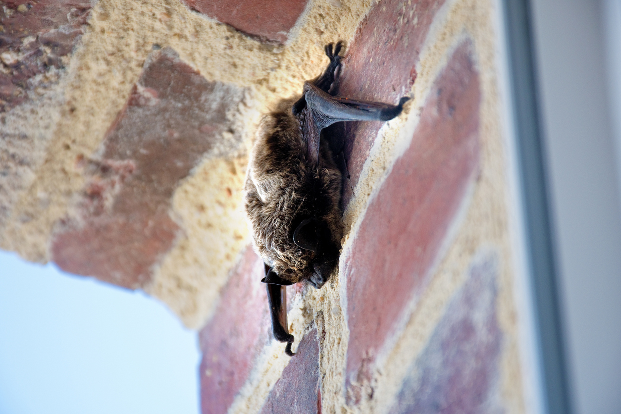 Bat, sleeping by the window during the day