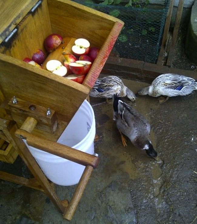 DIY Apple Cider Press - ducks