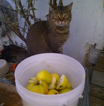 DIY Apple Cider Press - Apples