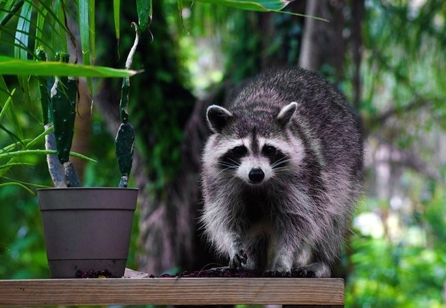 How to Get Rid of Raccoons