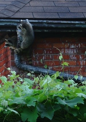 How to Get Rid of Raccoons - Indoors