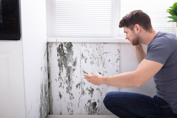 How to Remove Mold from Wood in 5 Quick Steps - Bob Vila