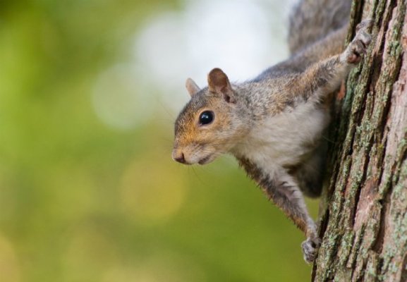 How to Get Rid of Squirrels - Bob Vila