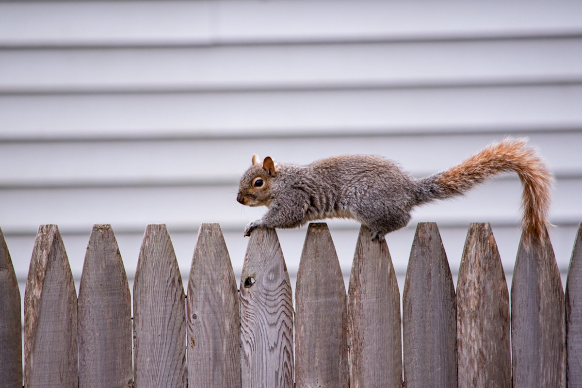 8 Ways to Get Rid of Squirrels on Your Property Without Harming Them