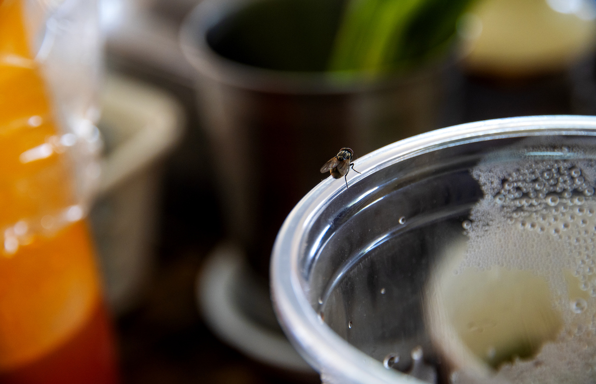 Fly perched on the edge of a drinking glass.