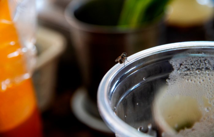 Fly perched on the edge of a drinking glass.