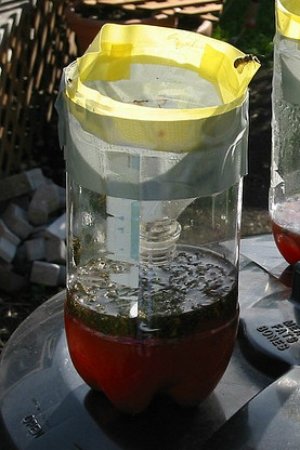 Homemade Wasp Trap - Soda Bottles