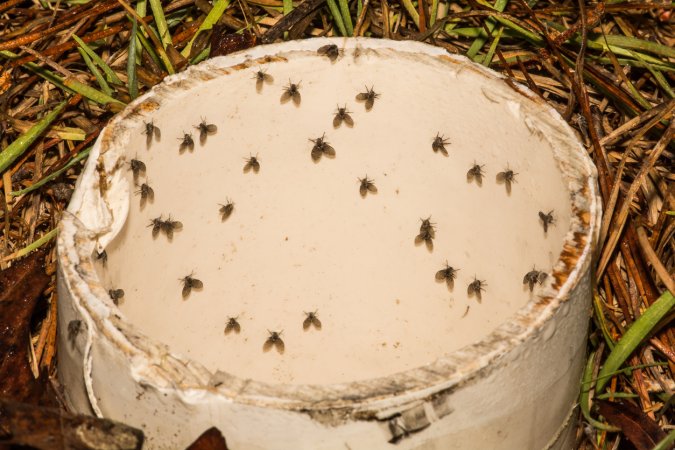 An outside drain pipe infested with Moth Flies.