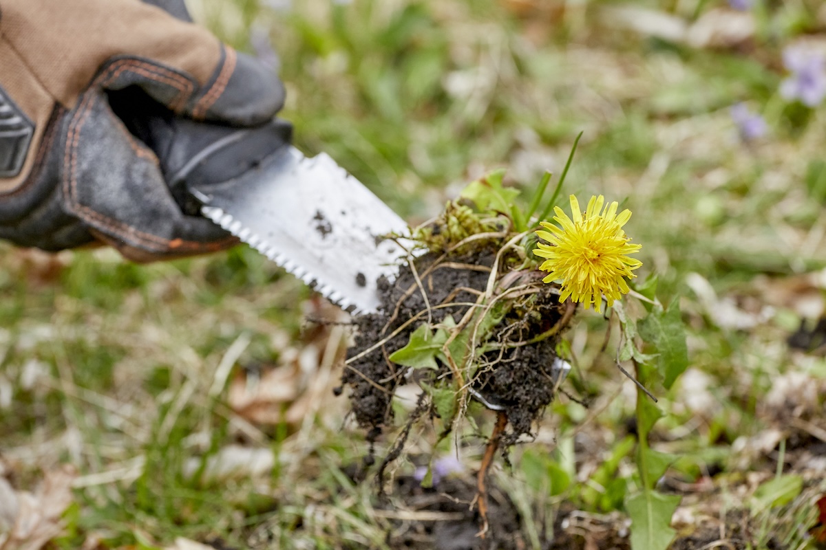 How to Get Rid of Dandelions in Your Yard