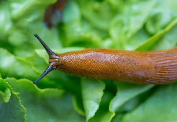 How to Get Rid of Slugs - 5 Ways - Bob Vila