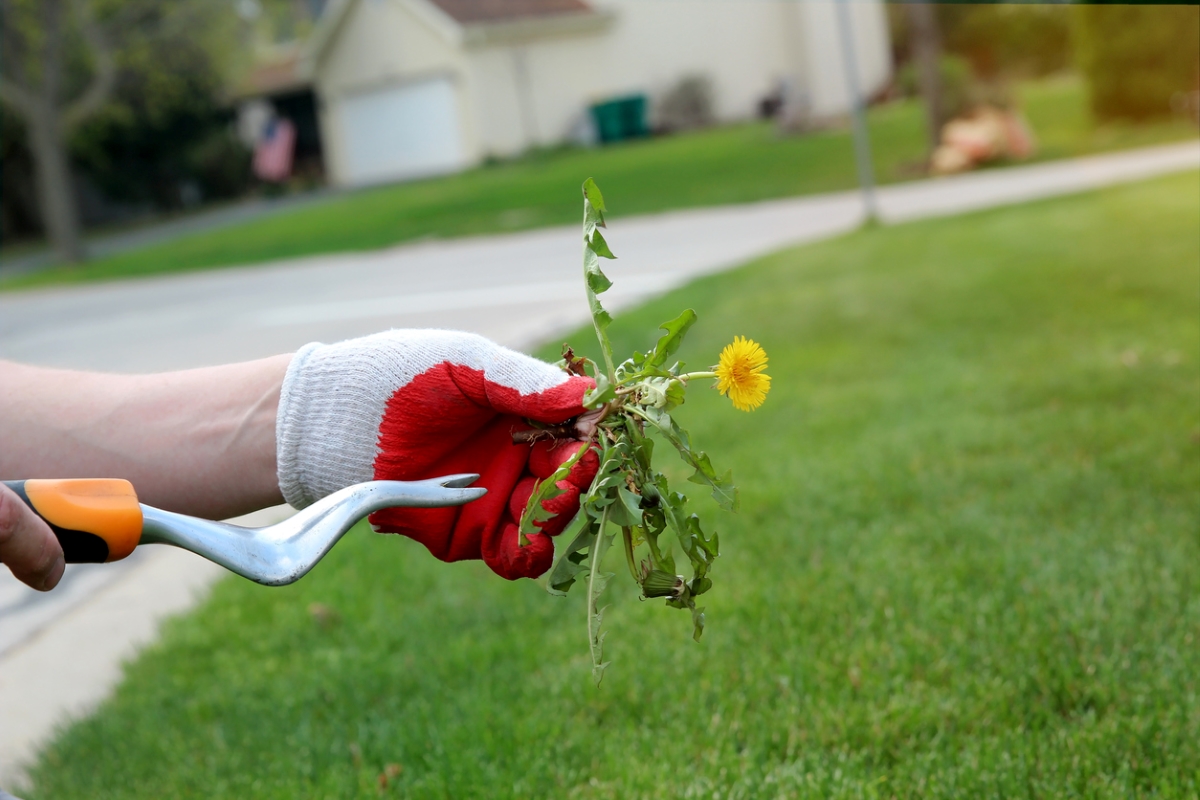 Person holding dandelion removal tool and a dandelion.