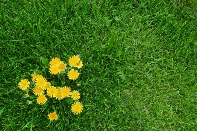 Small patch of dandelions on green grass.