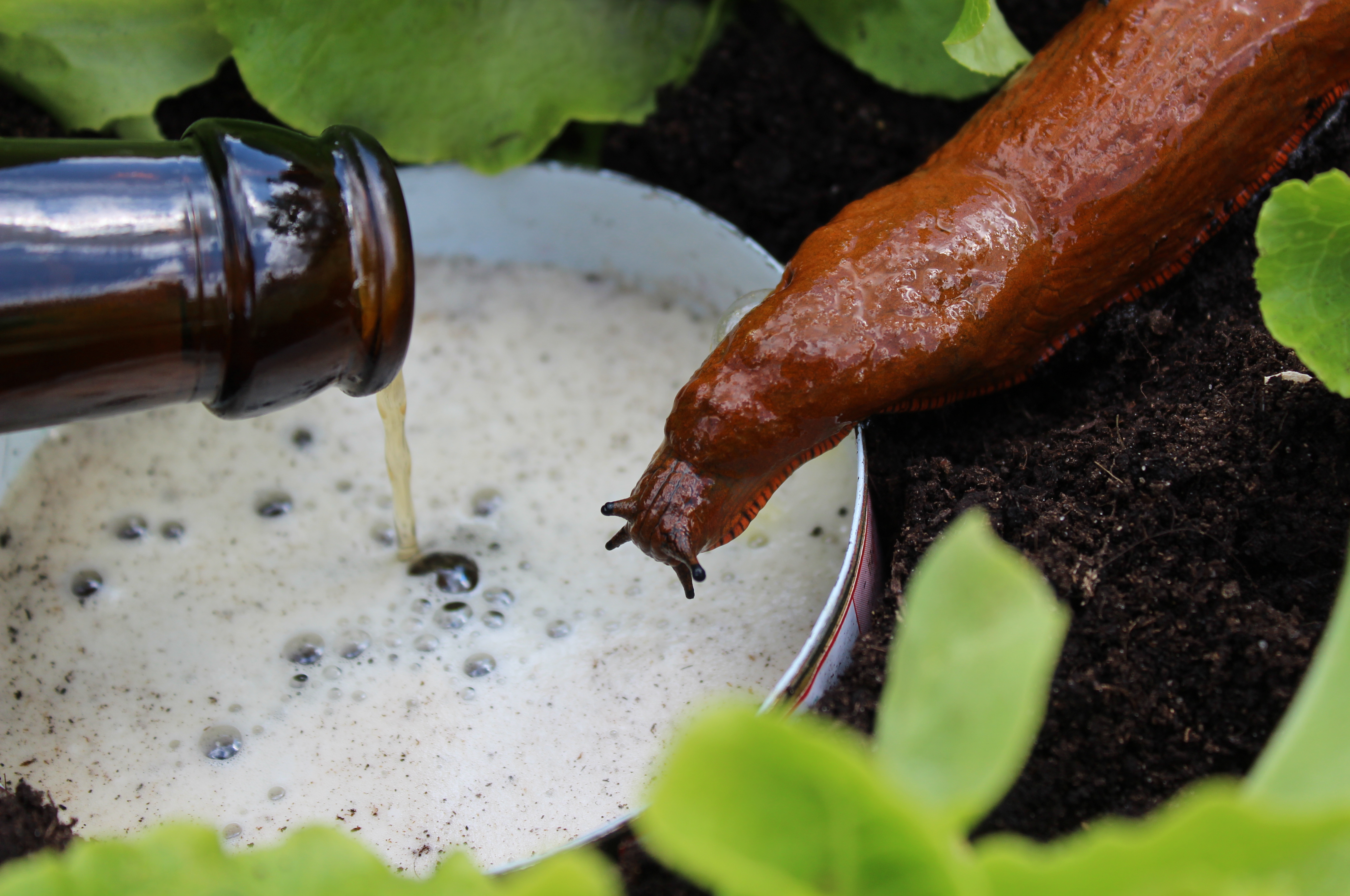 An off-camera person pours a bottle of beer into a slug trap; a slug approaches the trap.