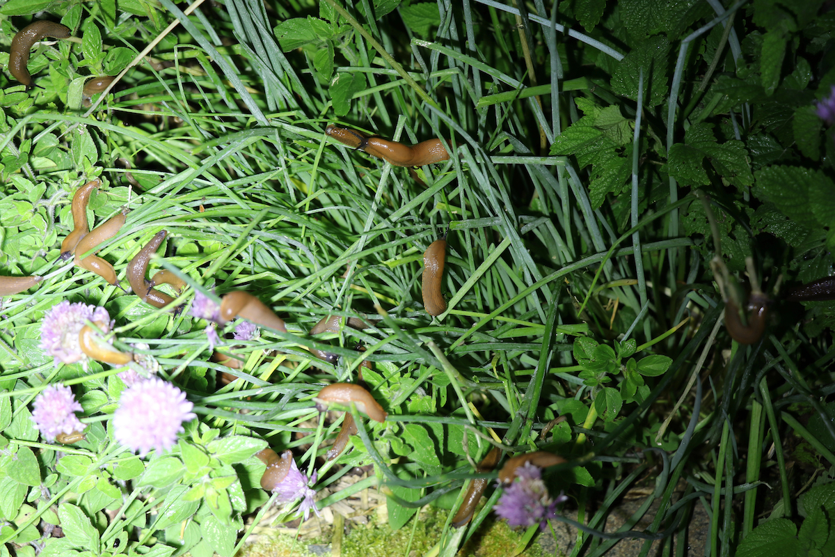 Many slugs crawling on grass and plants at night, illuminated by a flashlight.