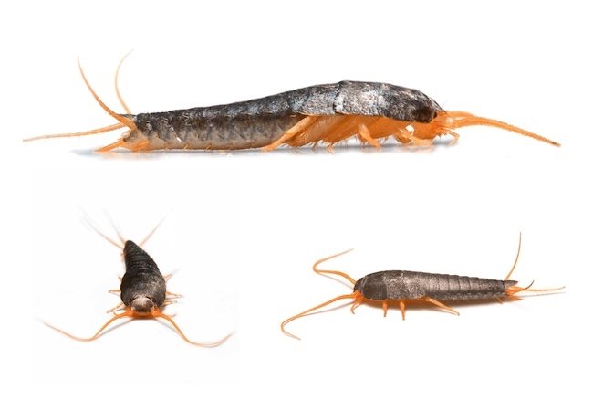 How to Get Rid of Silverfish