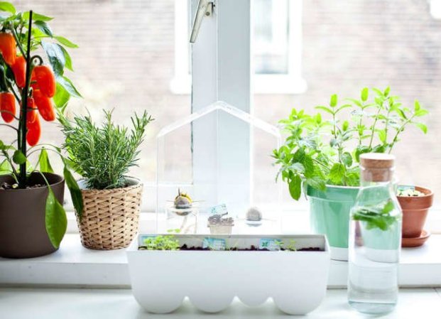 The Best Plants for Every Room of the House