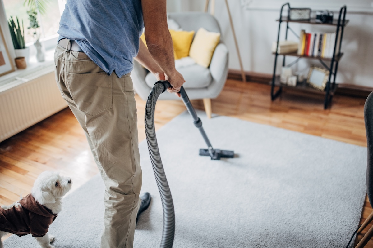 A man in a blue shirt vacuums a gray rug while a small dog looks on.