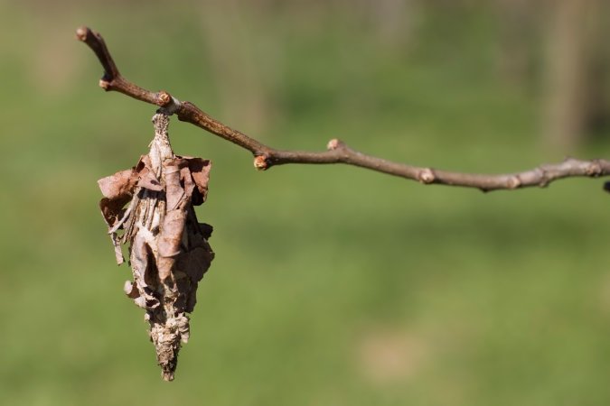 A bagworm pupa hangs from a thin tree branch.