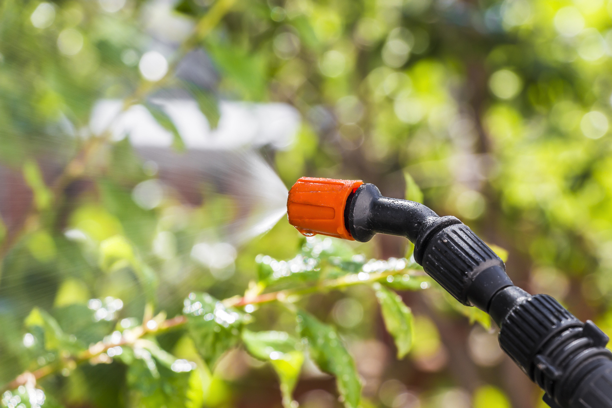 A person is spraying tree leaves with insecticide.