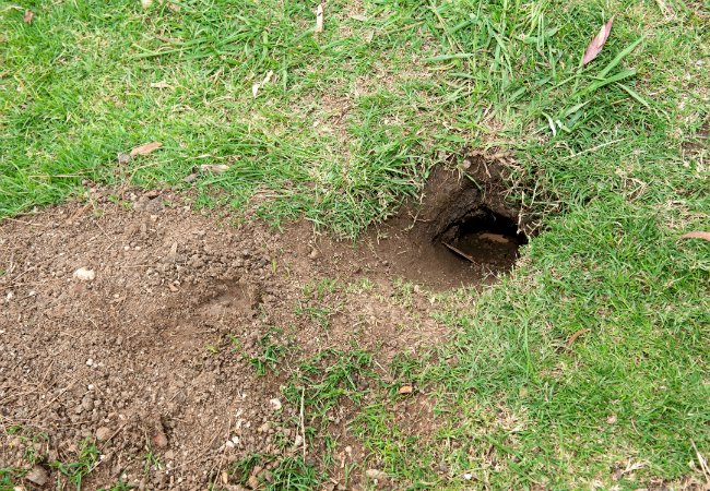 How to Get Rid of Gophers (Homeowner's Guide) - Bob Vila