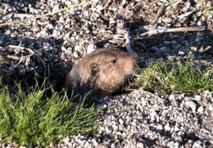 How to Get Rid of Gophers (Homeowner's Guide) - Bob Vila