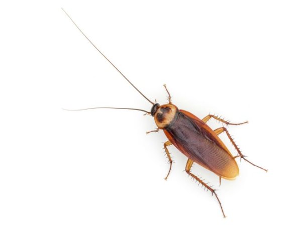 A water bug on a white background