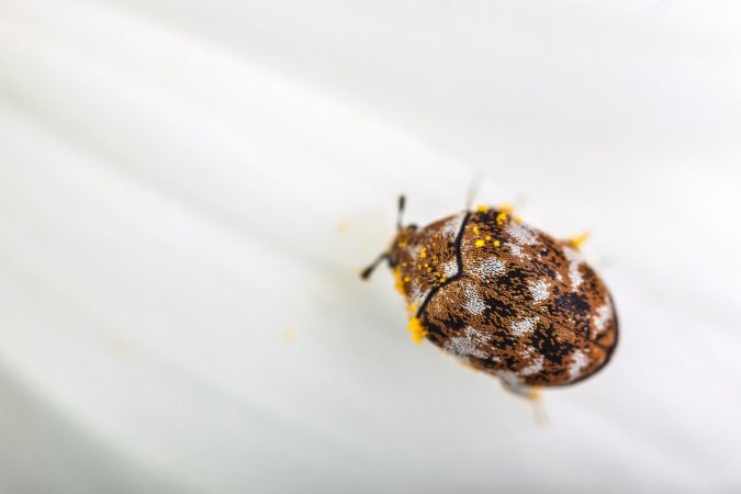 How to Get Rid of Carpet Beetles