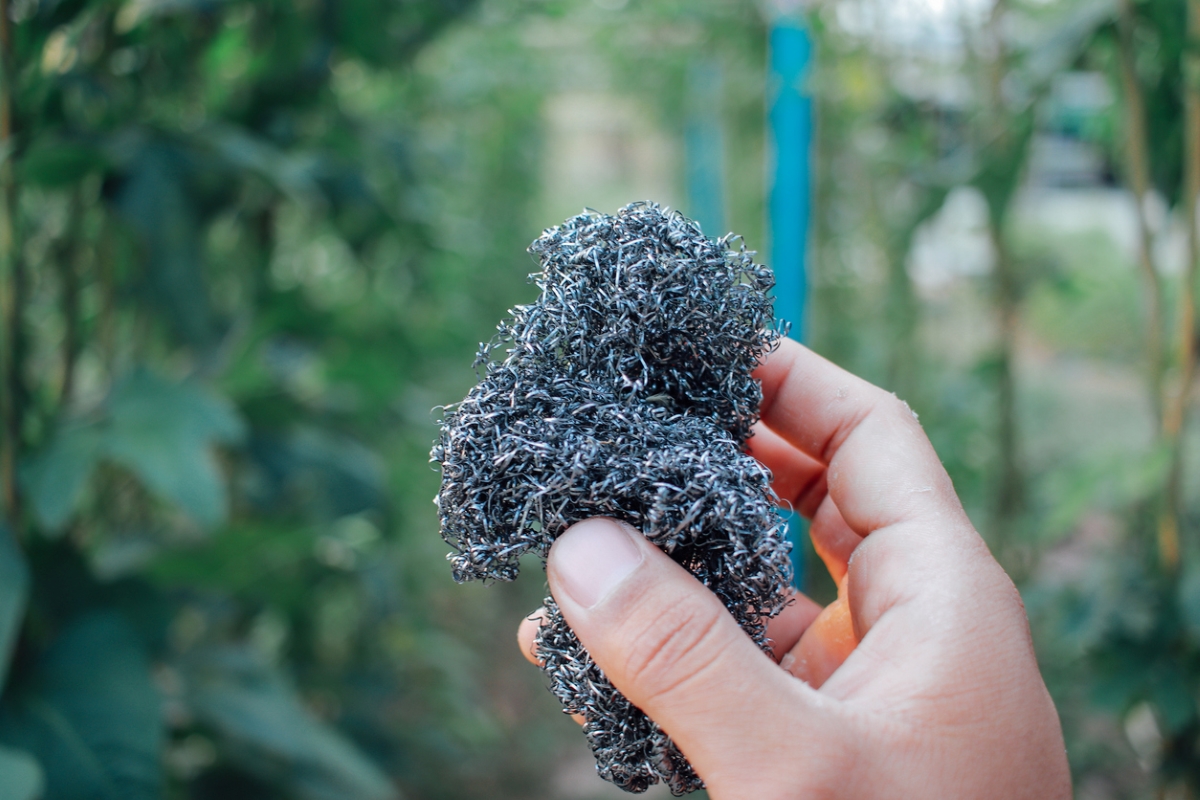 Hand holding steel wool scrub.