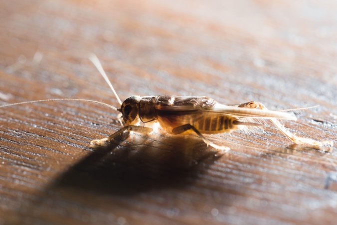 Close up view of a cricket on a wood table.