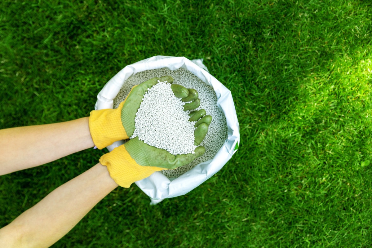 when to fertilize lawn