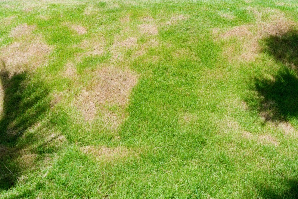 This is When to Fertilize the Lawn, No Matter Your Grass Type - Bob Vila