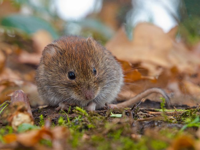 How To Get Rid of Voles