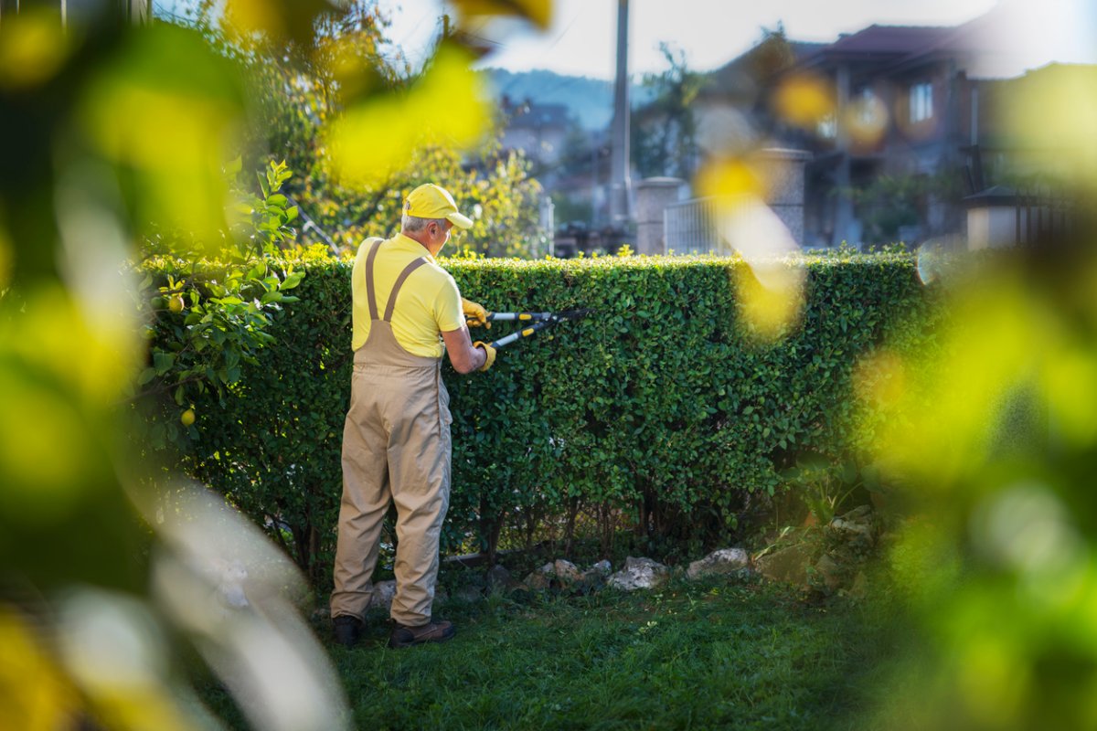 pruning shrubs