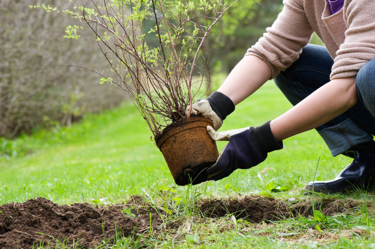 pruning a bush