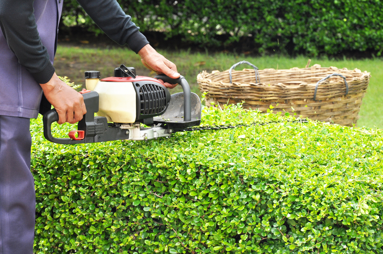 Pruning Shrubs