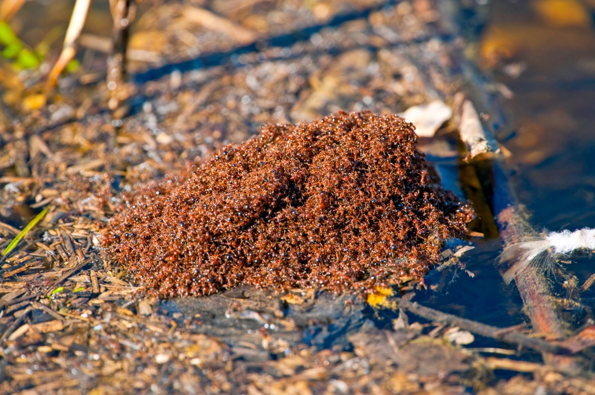 Close up view of a fire ant colony on the ground.