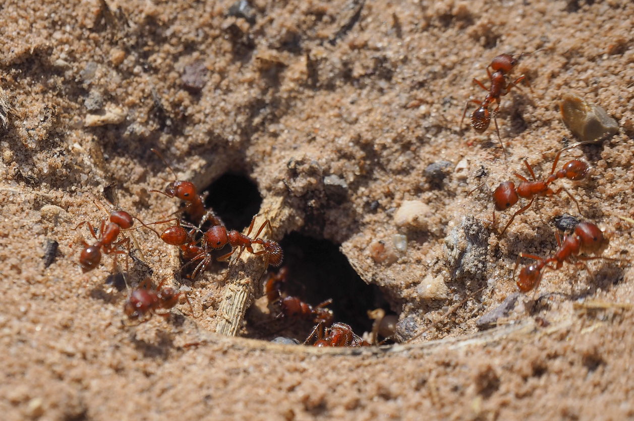 how to get rid of fire ants