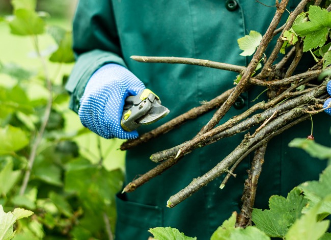 pruning a bush