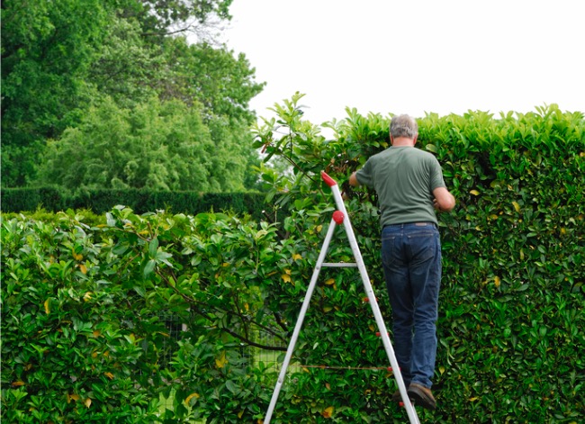 pruning a bush