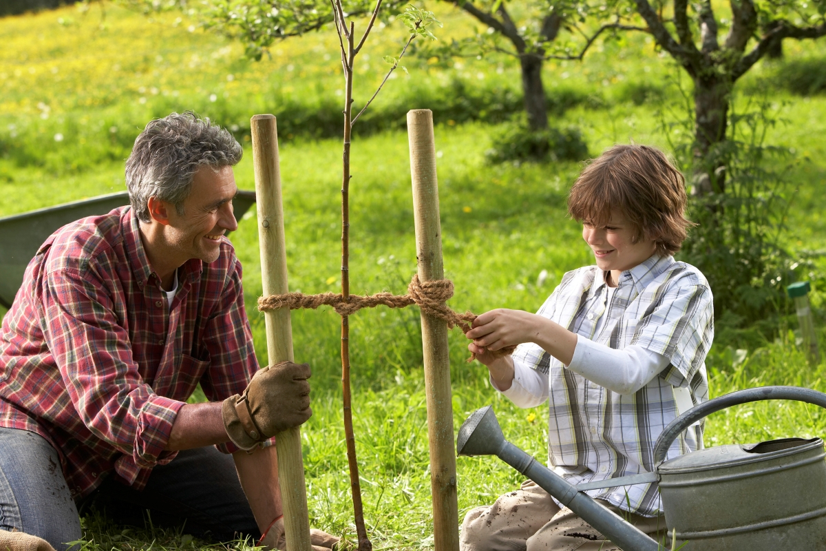 A father and son are staking a young tree together.