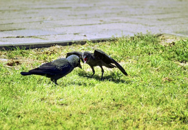 How to Get Rid of Crows