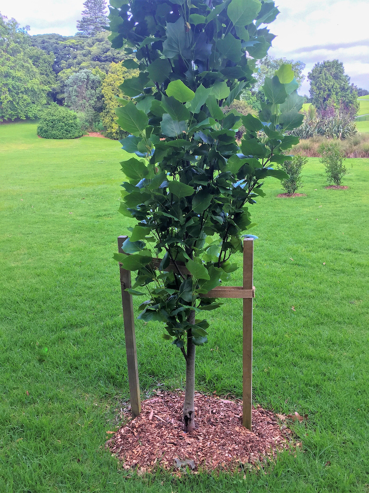 A small tree strapped between two stakes.