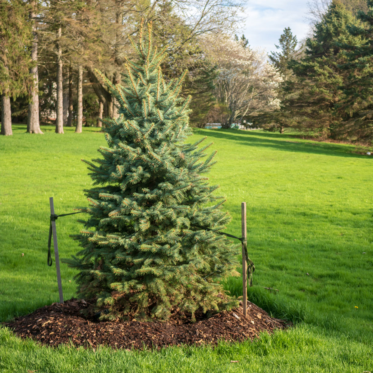 A staked pine tree surrounded by mulch, in a field of green grass.