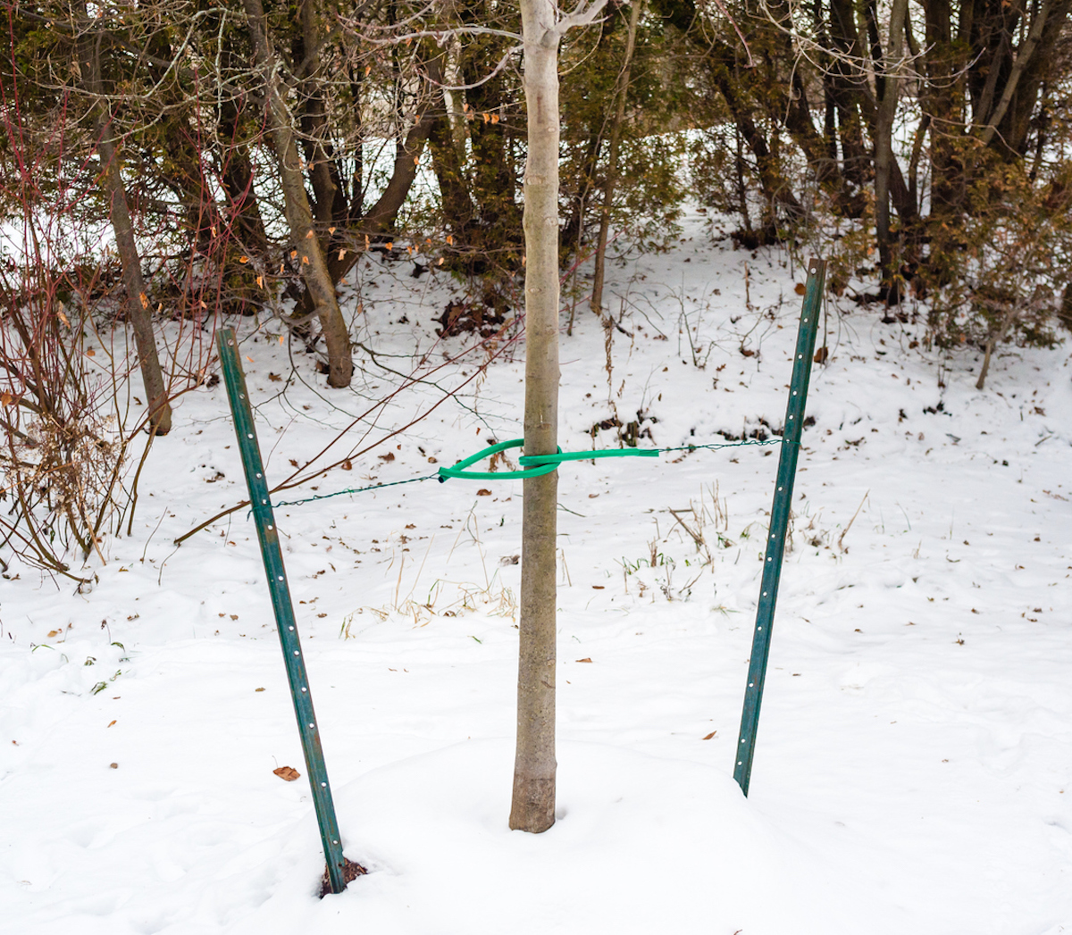 A tree staked between two posts, surrounded by snow on the ground.