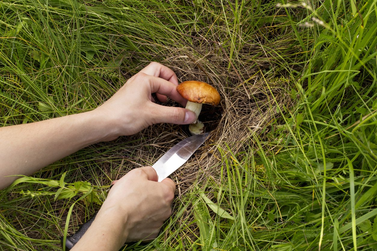 Mushrooms in the Lawn Remove Each Mushroom at Its Base