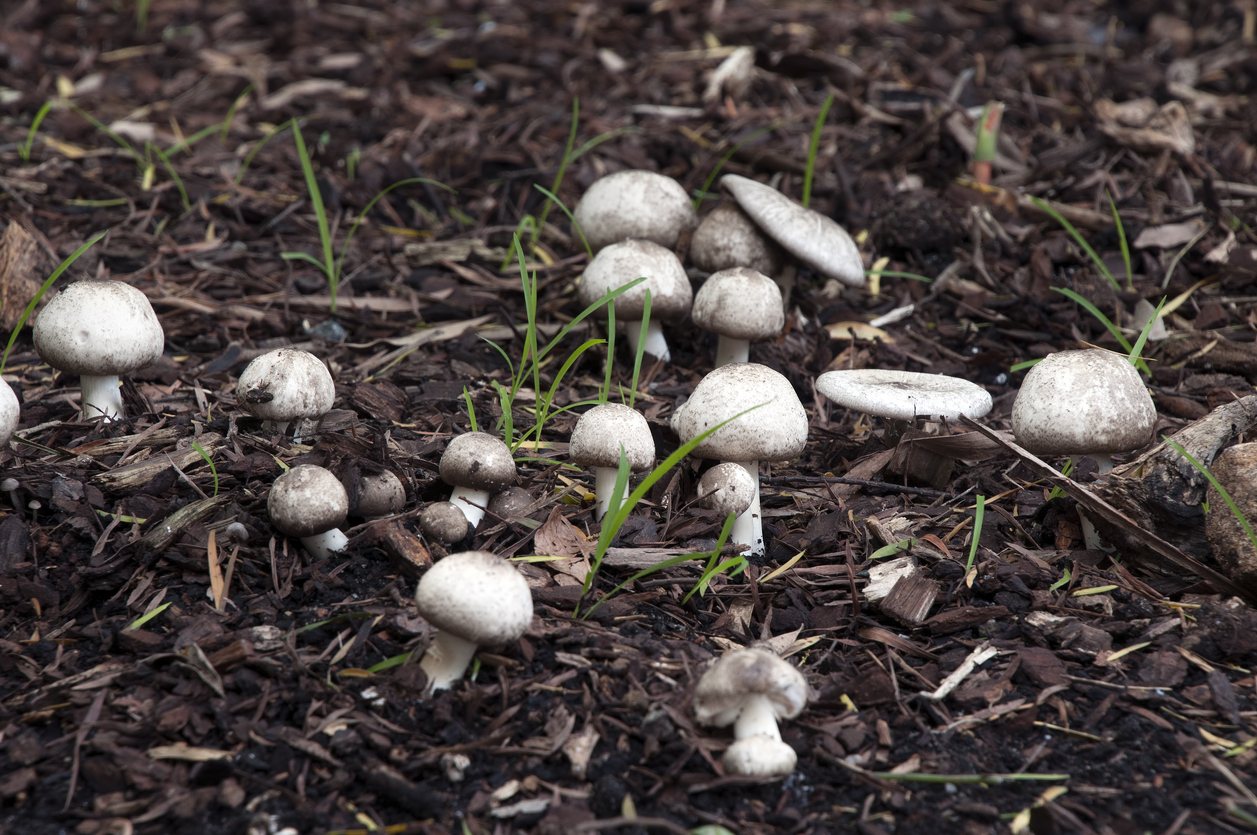 How to Get Rid of Mushrooms in Lawn: A Step-by-Step Guide - Bob Vila